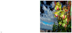 Alternative view 5 of Lucas Samaras: Flowers