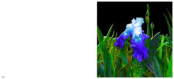 Alternative view 8 of Lucas Samaras: Flowers