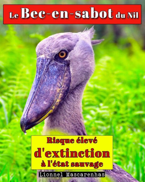 Le Bec-en-sabot du Nil: Risque ï¿½levï¿½ d'extinction ï¿½ l'ï¿½tat sauvage