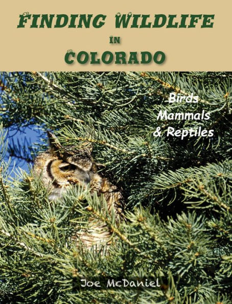 Finding Wildlife In Colorado: Birds, Mammals and Reptiles