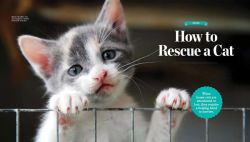Alternative view 2 of The Meaning of Meow: What Your Cat Really Thinks!