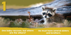 Alternative view 2 of Baby Animals First 123 Book