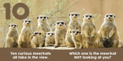 Alternative view 6 of Baby Animals First 123 Book