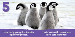 Alternative view 8 of Baby Animals First 123 Book