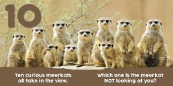 Alternative view 9 of Baby Animals First 123 Book