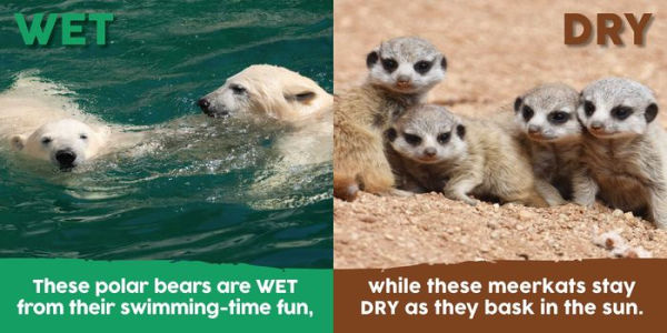 Baby Animals First Opposites Book