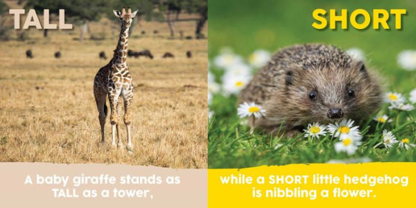 Baby Animals First Opposites Book