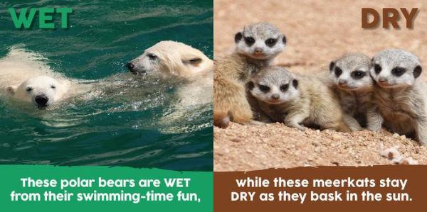 Baby Animals First Opposites Book