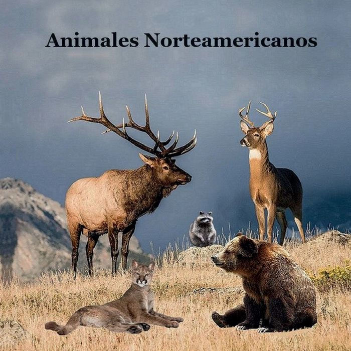 Libro para niï¿½os de animales de Amï¿½rica del Norte Imï¿½genes realistas: Con datos interesantes y divertidos sobre los animales