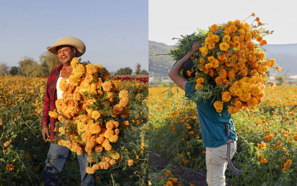 Mexico's Day of the Dead: A Celebration of Life Through Stories and Photos