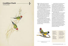 Vintage Birds: A Guidebook and Matching Game by Roger J