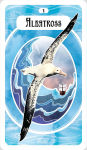 Alternative view 2 of The Avian Oracle: (45 Full-Color Cards and 140-Page Guidebook)