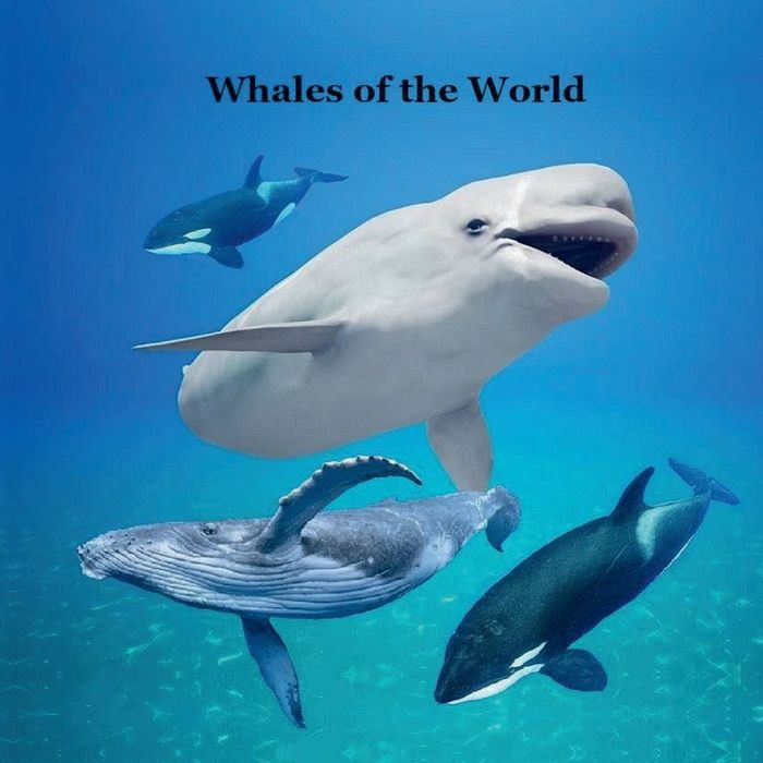 Whales of the World Kids Book: Great Way for Kids to Meet the World's Whales