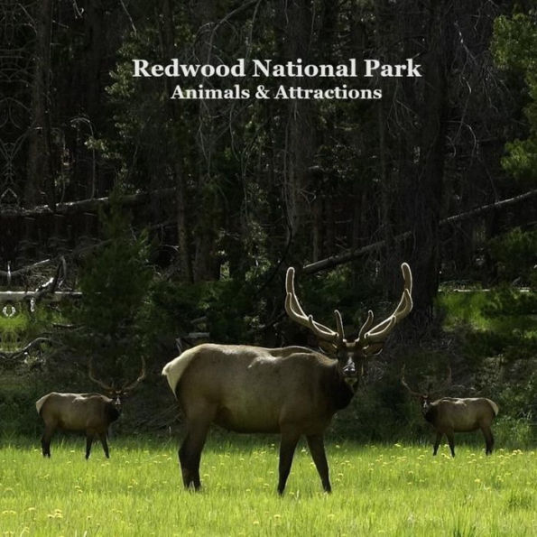 Redwood National Park Animals and Attractions Kids Book: Great Way for Children to See Redwood National and State Parks