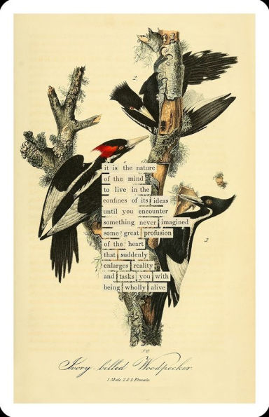 An Almanac of Birds: 100 Divinations for Uncertain Days