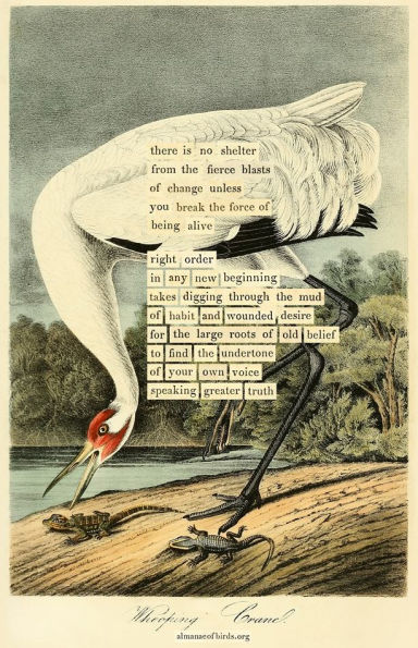 An Almanac of Birds: 100 Divinations for Uncertain Days