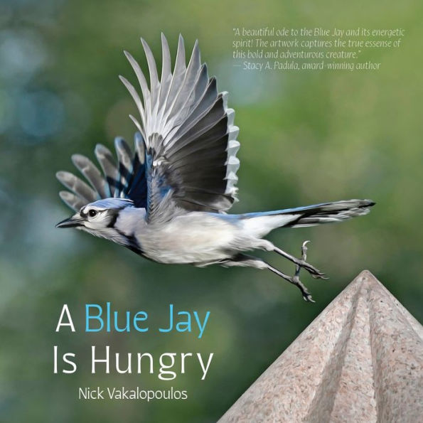 A Blue Jay is Hungry