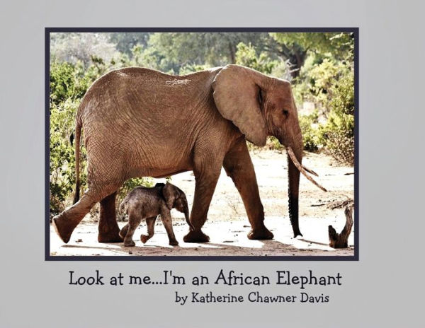 Look at me...I'm an African Elephant