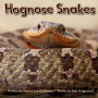 Hognose Snakes