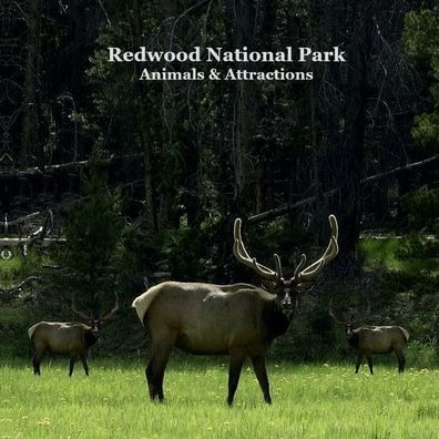 Redwood National Park Animals Attractions Kids Book: Great Way for Children to See Redwood National Park Animals