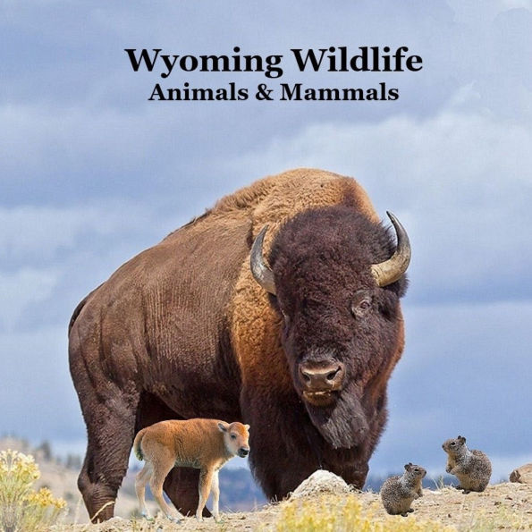 Wyoming Animals and Mammals Wildlife Book: Great Wyoming Animals book with Lifelike Images and Fun Facts