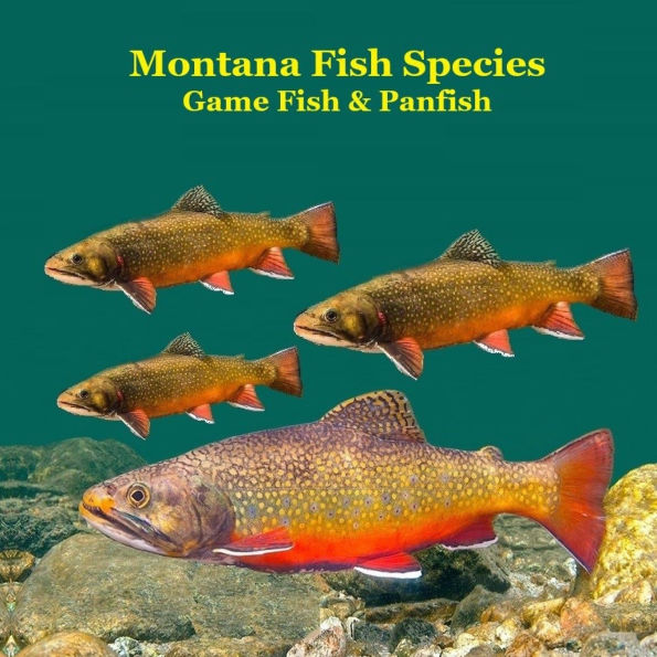 Montana Game Fish and Panfish Species Kids Book: Great Book About the Different Types of Fish in Montana