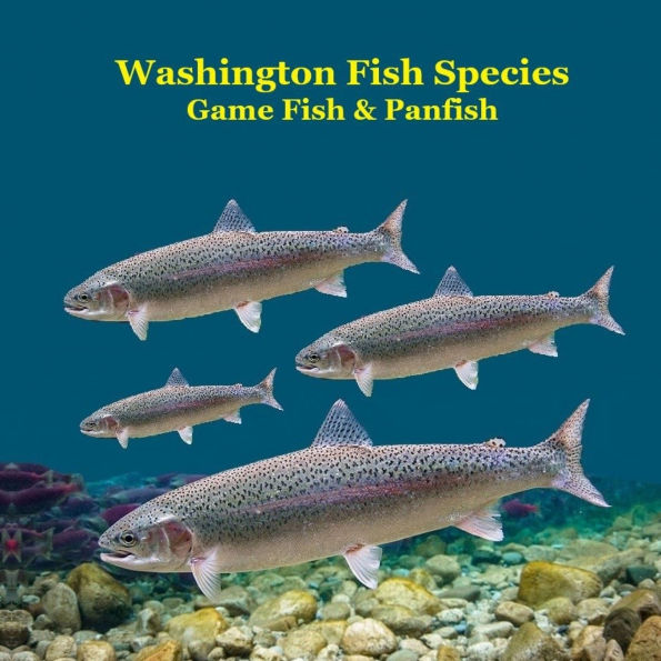 Washington State Game Fish and Panfish Species Kids Book: Great Book About the Different Types of Fish in Washington State
