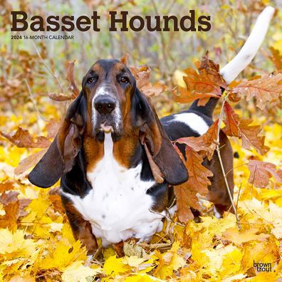 Basset Hounds 2024 Square