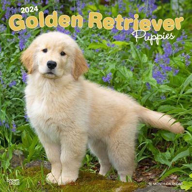 Golden Retriever Puppies 2024 Square