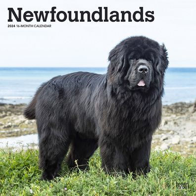 Newfoundlands 2024 Square
