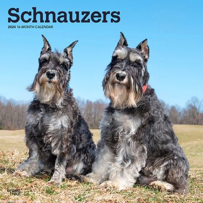 Schnauzers 2024 Square