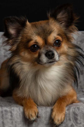 Lounging Long Haired Chihuahua Dog Journal 150 Page Lined