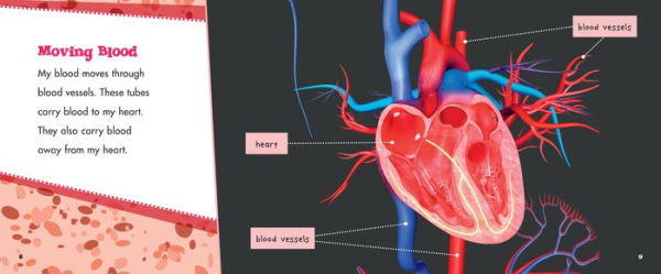 My Circulatory System: A 4D Book