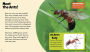 Alternative view 2 of Amazing Ants: A 4D Book