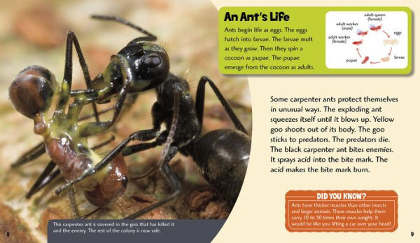Amazing Ants: A 4D Book