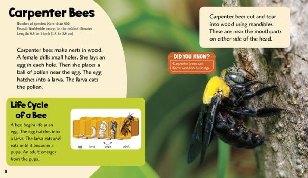 Buzzing Bees: A 4D Book