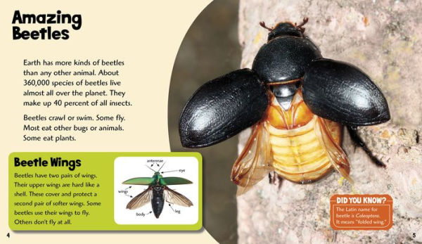 Brilliant Beetles: A 4D Book