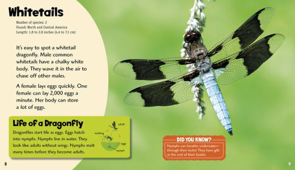 Dashing Dragonflies: A 4D Book