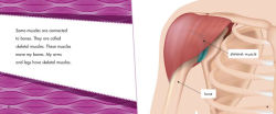 Alternative view 5 of My Muscular System: A 4D Book