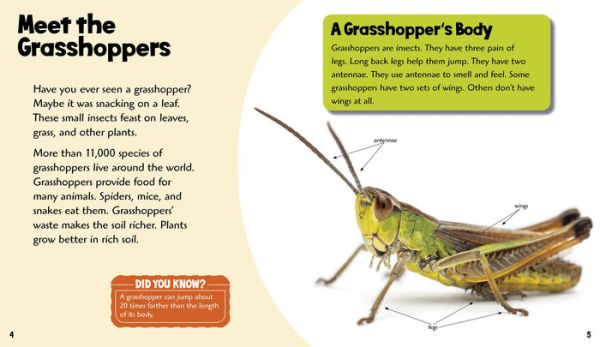 Grand Grasshoppers: A 4D Book