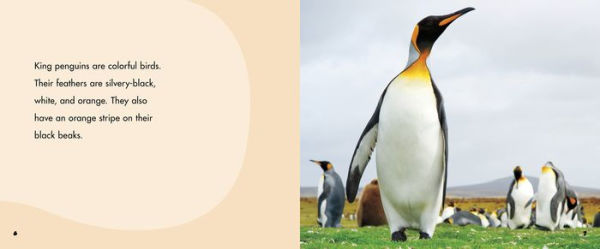 King Penguins