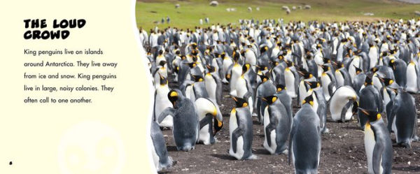 King Penguins