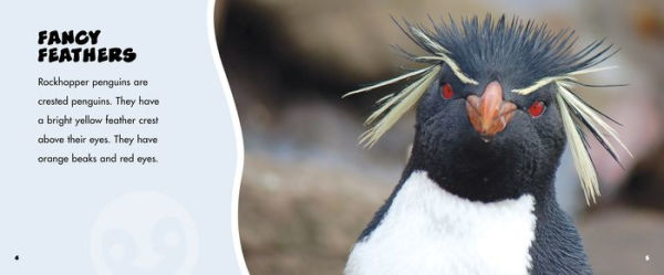 Rockhopper Penguins