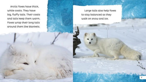 Arctic Foxes Are Awesome