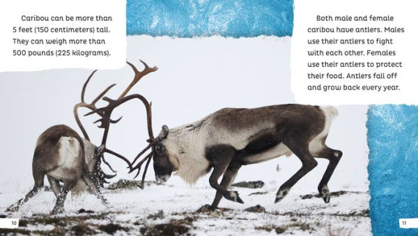 Caribou Are Awesome