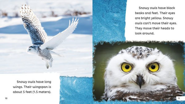 Snowy Owls Are Awesome