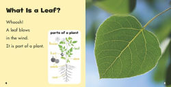 Alternative view 2 of Leaves