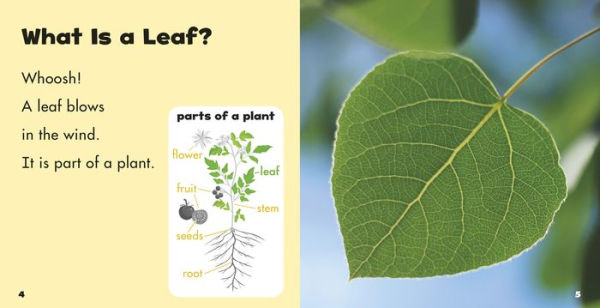 Leaves