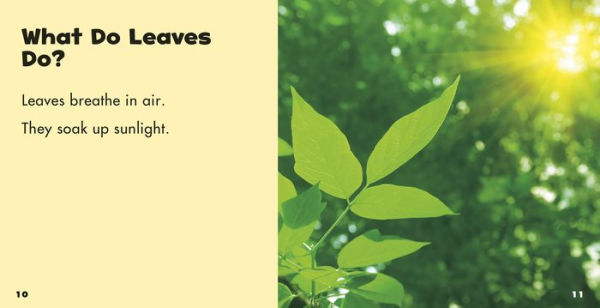 Leaves