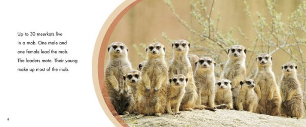 A Mob of Meerkats